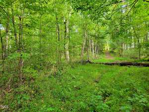 A lush, green forest with a narrow dirt path winding through the trees. The canopy is dense, casting dappled sunlight on the mossy ground. Fallen branches lie across the path, surrounded by vibrant foliage.