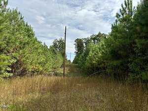 A narrow dirt path runs through a lush forest with tall grass on either side. Young pine trees line the path, extending towards a cloudy sky. A utility pole stands along the path, with wires stretching above.