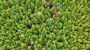 Aerial view of a dense forest of evergreen trees. The canopy is lush and green, with some patches showing lighter-colored foliage, suggesting a mix of tree types or seasonal changes. The image captures the uniformity and natural patterns in the forest.