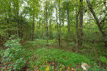 A dense forest near Rockwell Road in Oxford, with tall trees and lush green undergrowth. Sunlight filters through the leaves, creating a tranquil and natural atmosphere. The ground is covered with grass and small shrubs, adding to the vibrant greenery.