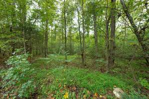 A dense forest near Rockwell Road in Oxford, with tall trees and lush green undergrowth. Sunlight filters through the leaves, creating a tranquil and natural atmosphere. The ground is covered with grass and small shrubs, adding to the vibrant greenery.