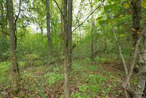 A dense forest scene featuring tall trees and abundant green foliage on the ground, with a light filtering through the leaves. The forest floor is covered with fallen leaves and small plants, creating a lush undergrowth.