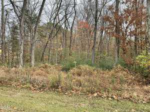 A late autumn forest scene with mostly bare trees. Some leaves remain, displaying shades of orange, red, and brown. The ground is covered with fallen leaves and dry grass, and the sky is overcast.