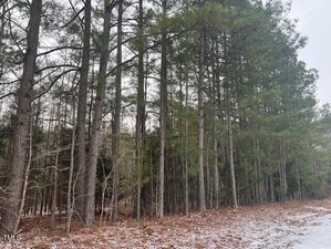 A dense cluster of tall pine trees stands alongside a dirt road. The forest floor is covered with brown pine needles and a light dusting of snow, contrasting with the green foliage above. The sky is overcast.