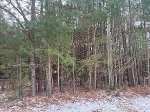 A wooded area on 4108 Wilson Town Road boasts tall, slender pine trees and sparse undergrowth. A thin layer of snow gently blankets the ground, creating a serene and undisturbed scene near Stovall.