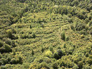 Aerial view of a dense, green forest with an open, circular clearing in the center. The clearing is filled with lower vegetation, creating a distinct contrast with the surrounding taller trees. The scene appears lush and natural.