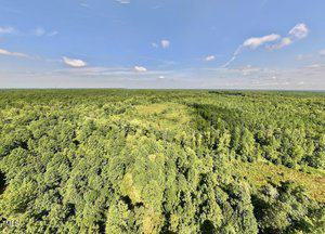 Aerial view of a dense, green forest under a clear blue sky with scattered clouds. The forest extends to the horizon, showcasing a large expanse of lush vegetation and tree canopies.