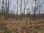 A leafless forest with tall trees stands under a cloudy sky on 0 Charlie Stovall Road, Oxford. The ground is covered with dry leaves and grass, while some trunks display yellow and orange markers. Sparse green foliage peeks through the trees.