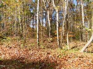 A forest scene near Lot 21 Lewis Lane features several tall, thin trees with a mix of green and brown leaves. The ground is blanketed with fallen leaves. Sunlight filters through, casting patches of light and shadow on the forest floor in this serene Henderson landscape.