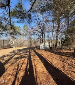 A small white shed stands in a clearing surrounded by tall pine trees. The ground is covered with dried pine needles. Long shadows from the trees stretch across the ground under a clear blue sky.