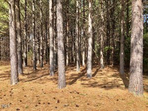A forest scene with tall, straight trees standing close together. Sunlight filters through, casting shadows on the ground covered with fallen pine needles and scattered pine cones. Sparse underbrush is visible in the background.