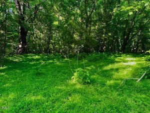 A lush green forest scene with dense trees and a sunlit clearing. The ground is covered with vibrant greenery, and light filters through the canopy above. In the center, a small plant stands taller than the surrounding grass.