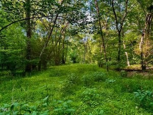 A lush, green forest scene with a variety of tall trees and dense undergrowth. Sunlight filters through the leaves, creating dappled patterns on the forest floor. The area appears serene and untouched.