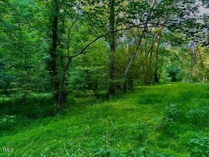 A lush, green forest scene with dense foliage. Tall trees with thin trunks are surrounded by vibrant greenery. The ground is covered with grass and small plants, and sunlight filters through the canopy, creating dappled light on the forest floor.
