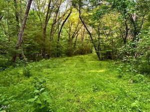 A lush green forest scene with a grassy path leading through dense trees. The foliage is vibrant, with sunlight filtering through the canopy. The ground is covered in green grass and small plants, creating a serene and inviting atmosphere.