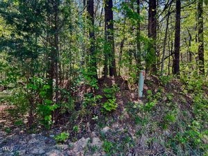 A wooded area with dense green foliage and tall trees along Henderson. A narrow white cylindrical post is visible at the center, surrounded by vegetation near US 158 Business Highway. The ground is uneven with patches of soil and small plants as sunlight filters through the tree canopy.