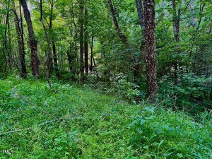 A densely wooded area with lush green foliage and tall trees. The forest floor is covered with grass and low vegetation. Sunlight filters through the canopy, creating a mix of light and shadow.