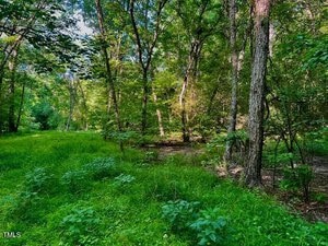 A lush forest scene featuring tall trees with abundant green foliage. The ground is covered in dense grass and small plants. Sunlight filters through the leaves, creating dappled light on the forest floor.
