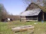 An old wooden barn with a metal roof stands on a grassy area off Barker Rd. Two horses graze in a fenced area nearby, under the watch of logs stacked in the foreground. Bare trees frame this tranquil scene near Henderson, beneath a clear blue sky.
