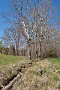 A leafless tree stands beside a small stream in an open grassy area. The background includes a line of bare trees under a clear blue sky. A wooden log lies across the stream, and a tree stump is visible in the foreground.