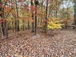 Amidst the serene 30.58ac scene on Enon Road, Oxford, a forest displays its autumnal beauty. Trees showcase fall foliage as sunlight filters through the branches and illuminates fallen leaves in brilliant shades of brown, orange, and red.