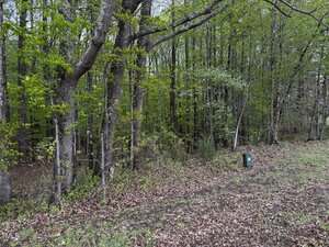 Edge of a forest with dense green foliage and tall trees. The ground is covered with brown leaves. To the right, a small green utility box is visible near the clearing. The scene suggests early spring.
