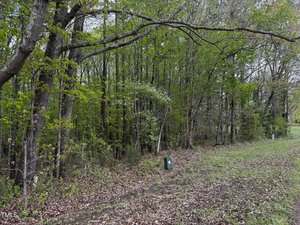 A wooded area with tall trees and dense green foliage. The foreground shows a patch of grass and fallen leaves. To the right, a cylindrical object protrudes from the ground, with a similar object further back. The sky is overcast.
