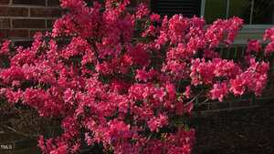A bush with numerous bright pink flowers is in full bloom in front of a brick wall and a window, with dark soil and mulch at the base of the plant.