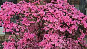 A large azalea bush covered with dense, bright pink flowers is in front of a brick building with a window and shutters partially visible in the background.