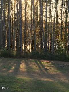 Tall, thin trees stand closely together with sunlight streaming through their trunks. The shadows of the trees stretch across a patch of grass in the foreground. The background is lit by the setting sun.