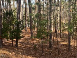 A wooded area with tall pine trees and scattered undergrowth. The ground is covered with dry brown leaves and pine needles. Sunlight filters through the trees, casting shadows on the forest floor.
