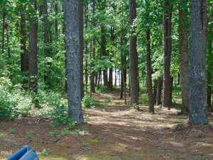 A forest scene with tall pine trees and green foliage. Sunlight filters through the leaves, illuminating a dirt path that leads toward a bright area in the distance.