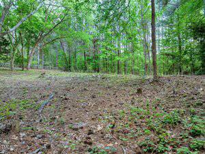 A forested area with scattered trees, a mix of green foliage, and sparse undergrowth. The ground is covered in pine needles, leaves, and small plants. A wooden fence runs through the background.