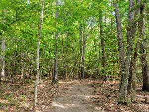 A dirt path winds through a forest with tall trees and green foliage. Sunlight filters through the leaves, casting dappled light on the ground covered with dry leaves and twigs.