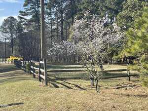 A blossoming tree with white flowers stands next to a wooden fence along a grassy area. Yellow flowering bushes line the fence in the background, and tall pine trees are visible behind them under a clear sky.