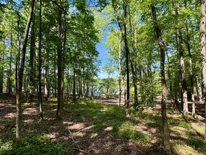 A wooded area with tall, leafy green trees and scattered sunlight on the forest floor. In the background, a body of water is visible through the trees under a clear blue sky.