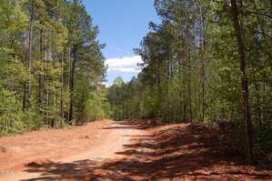 A dirt road runs through a forested area with tall pine trees on both sides under a blue sky with some clouds. The ground is reddish-brown with cleared earth along the edges of the road.