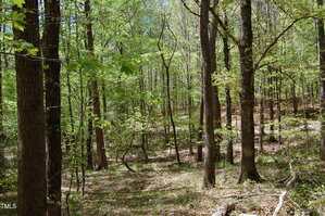 A forest scene with tall trees, green leaves, and patches of sunlight on the ground. The forest floor is covered with grass and fallen leaves, with dense vegetation in the background.