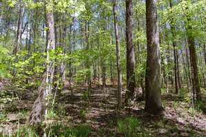 A forest scene with tall trees, green leaves, and sunlight filtering through the canopy. The ground is covered with fallen leaves, ferns, and patches of sunlight, creating a bright and natural atmosphere.