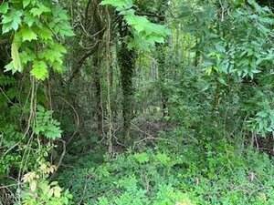 Dense green forest with various trees, vines, and underbrush. The foliage appears lush and thick, with little visible path or clearing. Sunlight filters through the leaves, adding brightness to some areas.