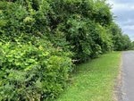 Dense green bushes and trees grow along the edge of a grassy area beside a paved road on 00 Frank Bullock Road, Manson, under a cloudy sky.