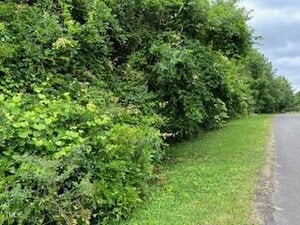 Dense green bushes and trees grow along the edge of a grassy area beside a paved road on 00 Frank Bullock Road, Manson, under a cloudy sky.