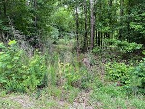 A forested area with dense green foliage, tall grass, and trees. Vegetation is thick, with a narrow, barely visible path leading into the woods. The ground is covered with grass and small plants.