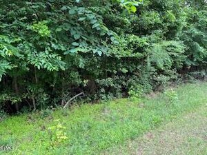 A grassy area borders a dense section of green shrubs and trees, with thick foliage and branches extending to the ground. The scene appears to be at the edge of a wooded area.