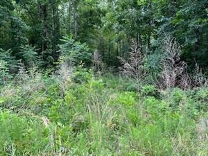 Dense green vegetation and tall grasses cover the ground in a wooded area, with trees and shrubs in the background under an overcast sky.