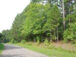 A gravel road, possibly near Oxford or 0 Webb Chapel Road, runs alongside a dense forest of green trees and shrubs on a clear day. The scene is quiet and rural, with no vehicles or people visible.