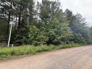 A dirt road runs alongside dense green trees and foliage with a streetlight on the left, under a cloudy sky. Grass and weeds grow at the edge of the road in front of the forested area.