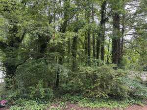 A dense cluster of tall trees and green undergrowth near 00 High Street, Henderson, with ivy climbing the trunks. The ground is covered with fallen leaves and the sky is partly visible through the foliage.