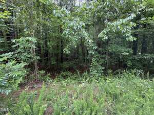 Dense forest with a variety of green trees, shrubs, and undergrowth. Ferns and wildflowers are visible in the foreground, while tall trees with leafy branches create a shaded area in the background.