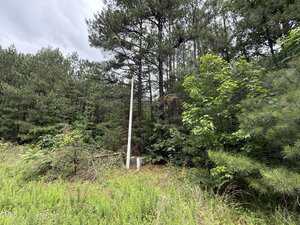 A utility pole with electrical boxes stands among tall grass and dense, green trees under a cloudy sky at the edge of a forested area.